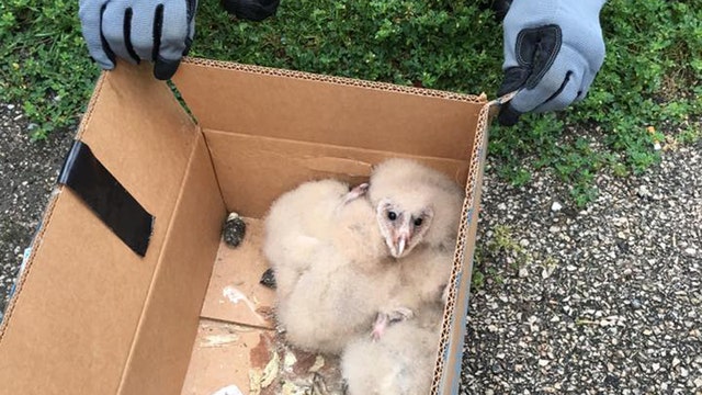 Baby owls dumped in Kaufman park