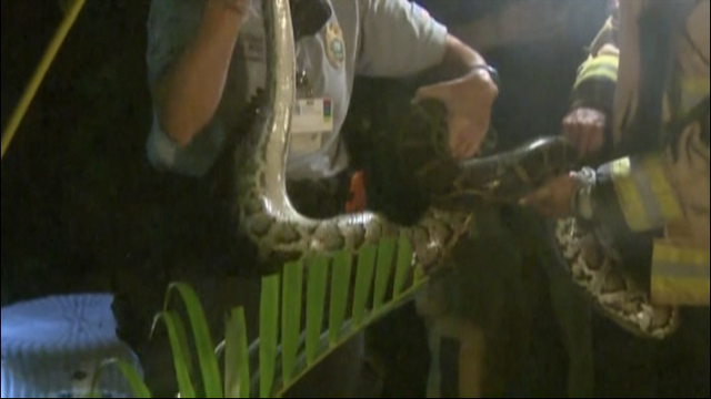 Large Python Found under Deck of Miami Home