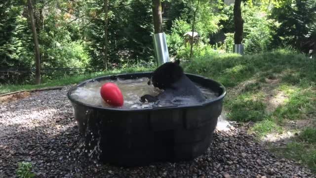 This bear playing in a tub is having the best time ever