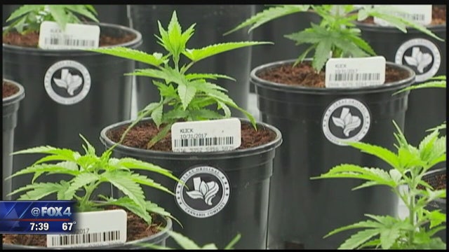 North Texas academy now teaching cannabis science