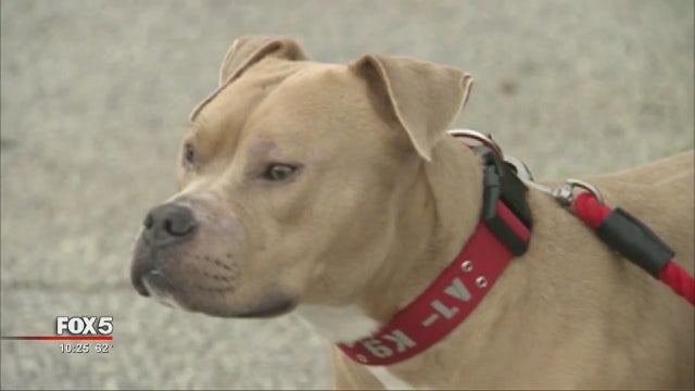 Family travels from Texas to Atlanta to adopt a dog