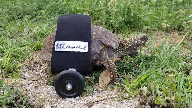Injured tortoise gets second chance at life thanks to new, custom wheelchair