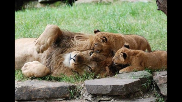 Fort Worth Zoo lion cubs meet dad for first time