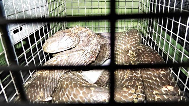 Dangerous missing king cobra found under neighbor's dryer