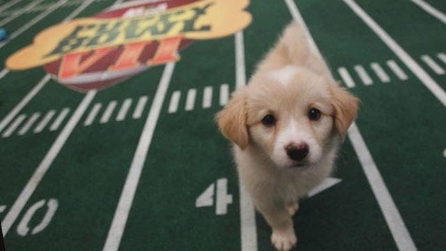 Puppy Bowl 2017 will feature three special needs puppies