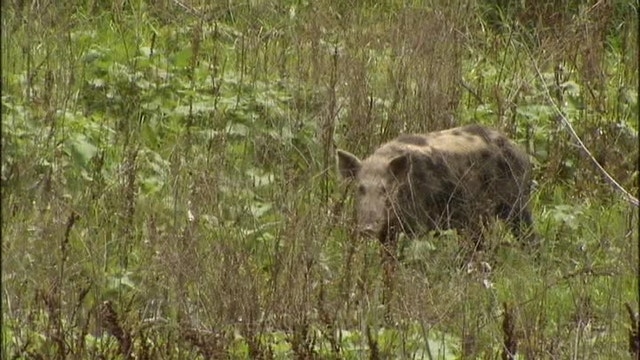 Texas House orders study before using poison on feral hogs