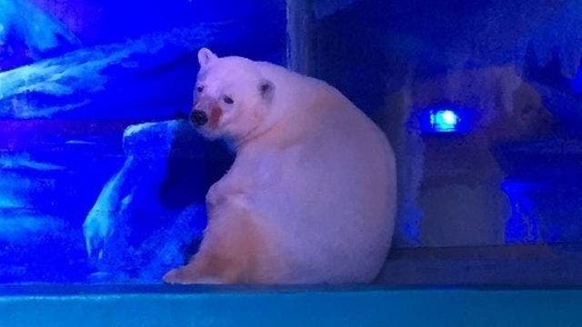 Languishing in a Chinese mall, meet the 'world's saddest' polar bear