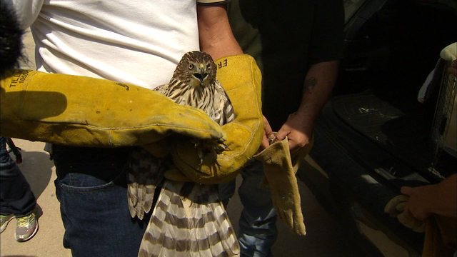 Harvey the Hurricane Hawk released in Plano