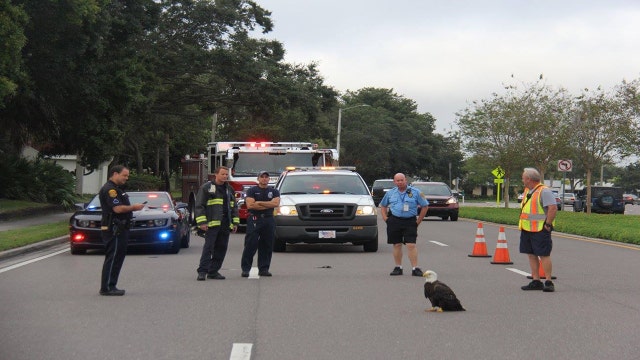VIDEO: Injured eagle rescued from Clearwater roadway