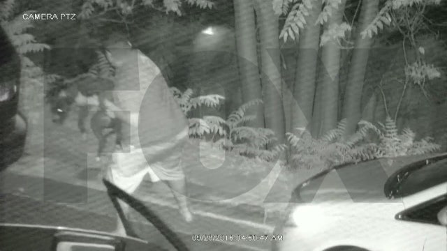 VIDEO: Dog survives after being thrown off a cliff, suspect sought