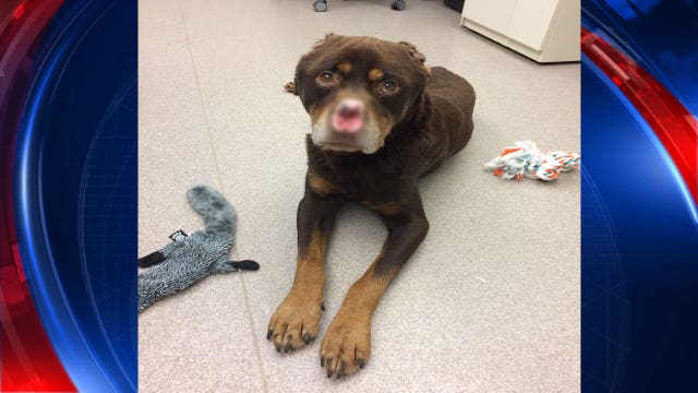 Rescued Rottweiler found mutilated with nose, ears cut off