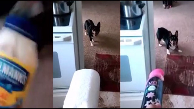 WATCH: This cowardly corgi is afraid of everything!