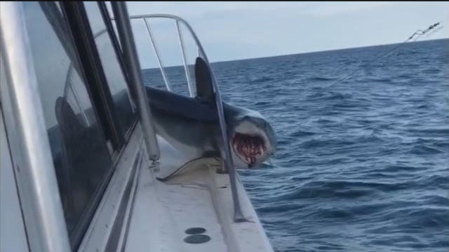 Shark jumps onto fishing boat, gets stuck
