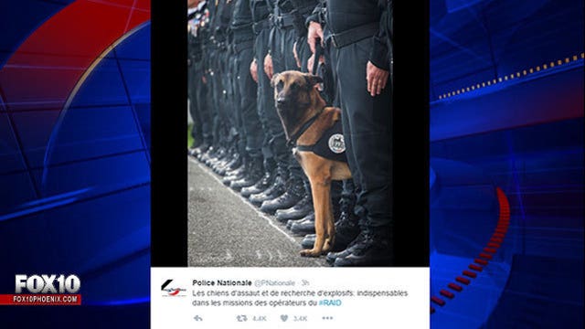 World mourns police dog killed in Saint Denis raids