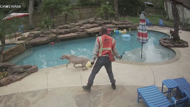 Dog hit with wrench by contractor in viral video has died