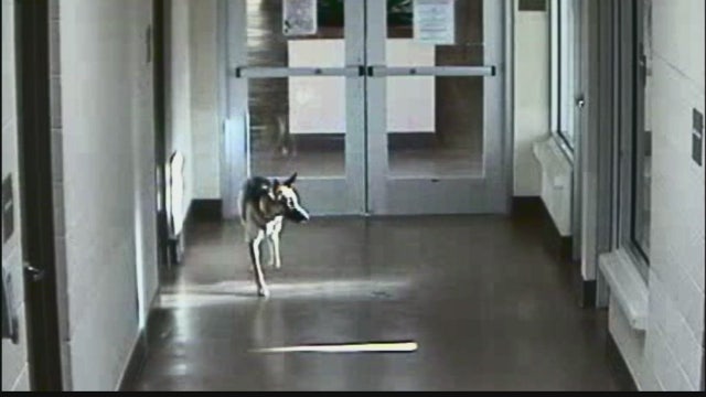 WATCH: German Shepherd breaks out of Apple Valley Animal Shelter because she misses her owner