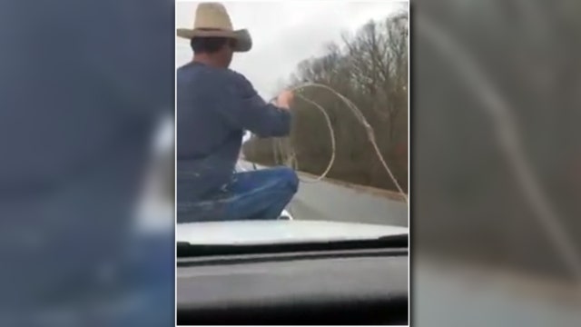 Tennessee sheriff, cowboy rope calf in roadway