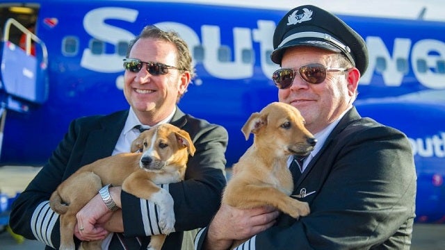 Southwest Airlines flies 62 dogs and cats out of Puerto Rico for adoption in U.S.