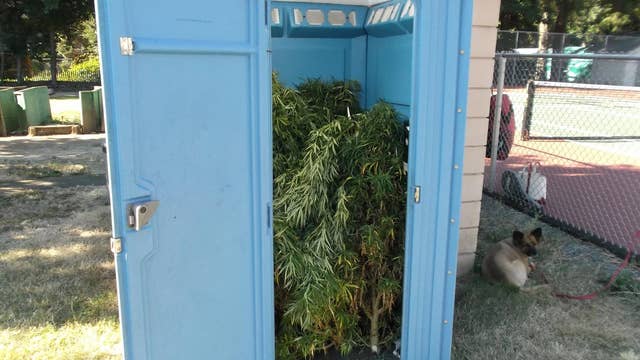 Marijuana found in porta-potty