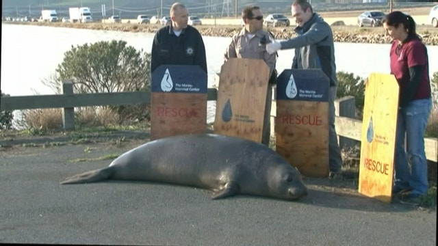 Elephant seal from traffic standoff gives birth to pup