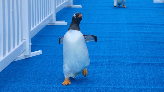 'March of the Penguins' as Detroit Zoo opens conservation center