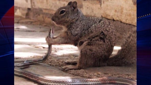 Texas squirrel wins epic battle with snake