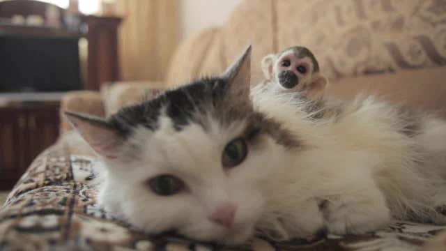 ADORABLE: Cat adopts squirrel monkey