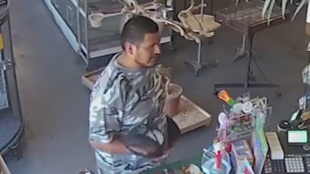 VIDEO: Police seek man who tried to steal exotic bird from pet store