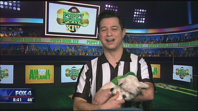 Texas dogs to be featured in Puppy Bowl