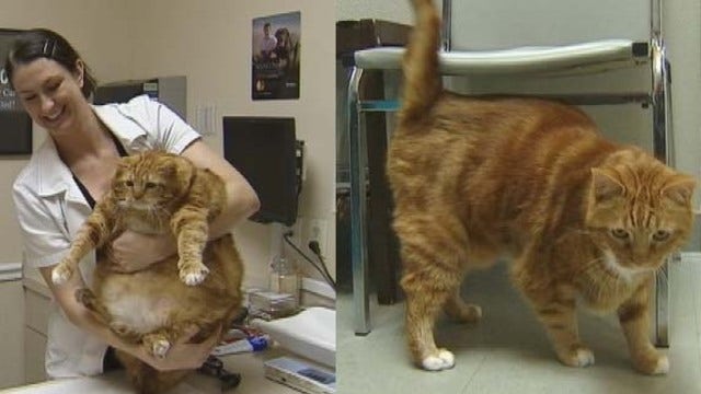 Former 41-pound fat cat in Texas slims down to 19 pounds