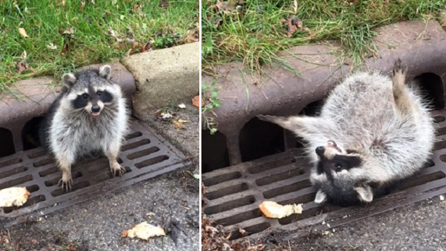 Police called to help raccoon stuck in sewer grate