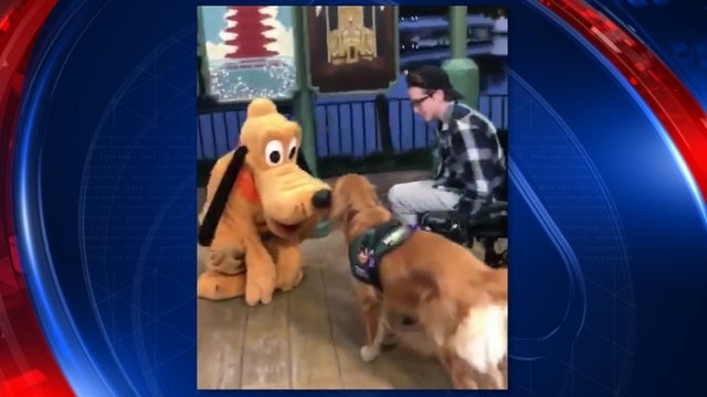 Service dog meets Pluto at Walt Disney World