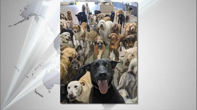 Dogs take group selfie, photo goes viral