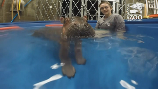 Preemie baby Hippo takes a dip in the pool
