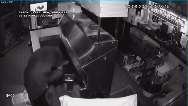 Bears indulge after breaking into Colorado pizzeria