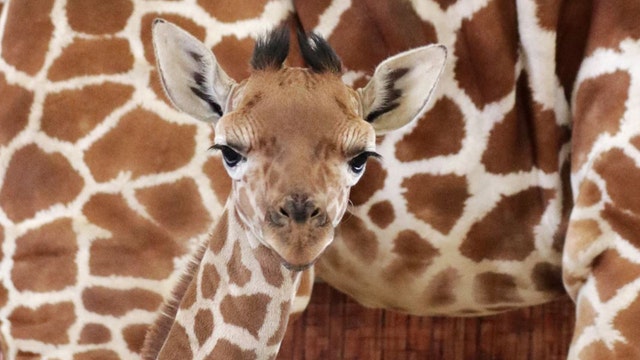 Dallas Zoo names baby giraffe after Jason Witten