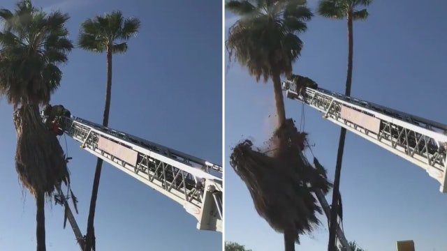 Video shows daring palm tree rescue of tree trimmer