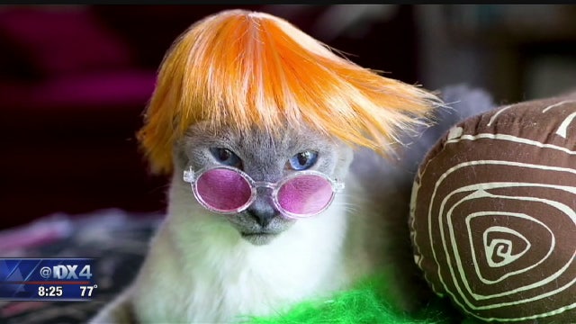 Oak Cliff hosts first internet cat video festival