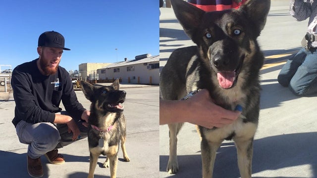 Dog found safe 5 weeks later after falling off fishing boat in Pacific Ocean