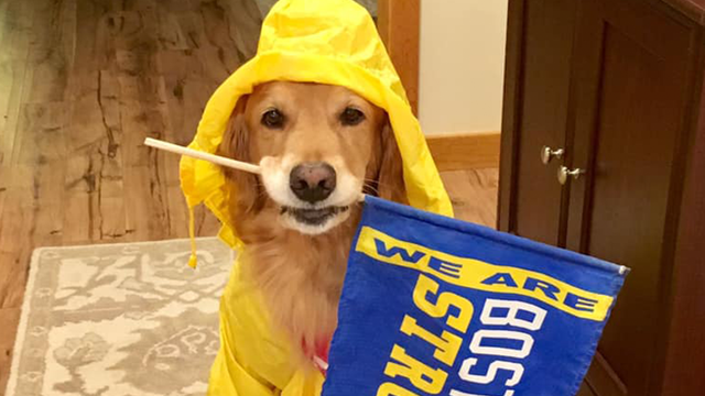 Local therapy dog Spencer returns to Boston Marathon sporting yellow raincoat
