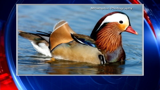 Rare Mandarin duck spotted in Irving