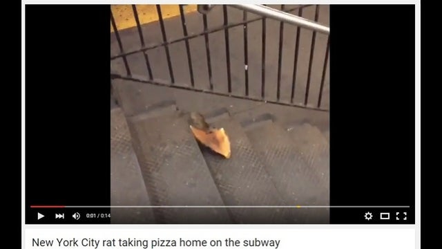 'Pizza Rat' Video Goes Viral