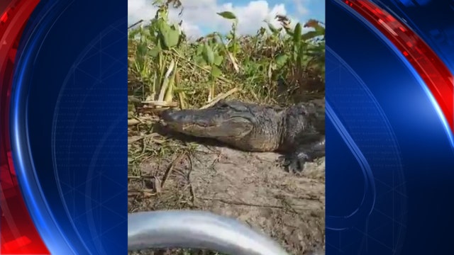 WATCH: Gator jumps into vacationer's boat during Facebook Live