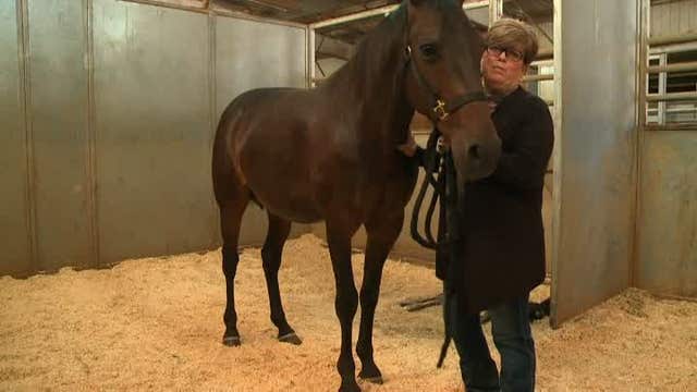 Rare horse twins born in California