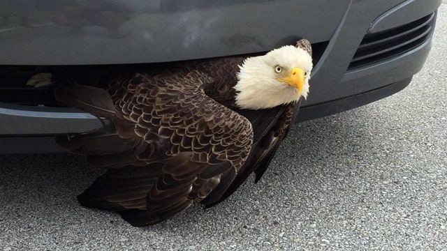 Eagle rescued after being hit, stuck in car's grill