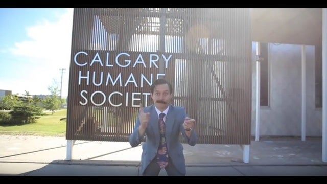 VIDEO: This 'Pre-Owned Cats' Promotion is the Best!