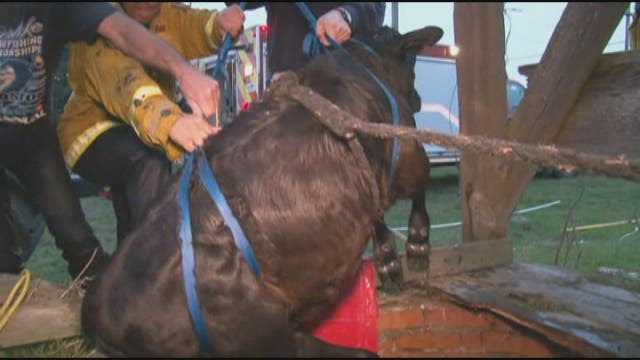 Baby cow rescued after falling into well
