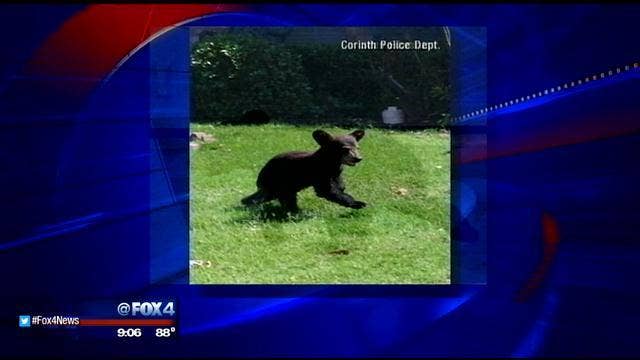 Bear cub found roaming Corinth neighborhood