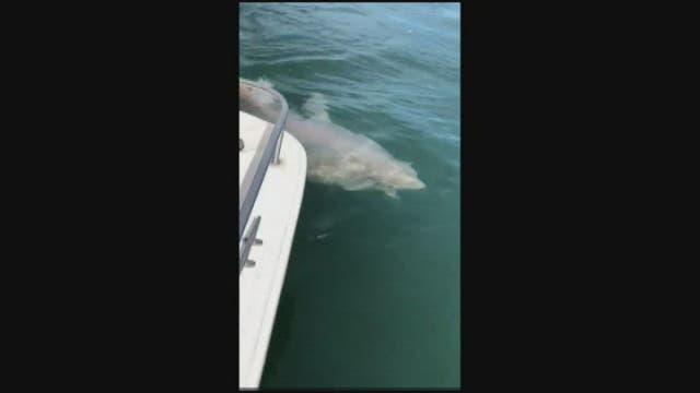 Fishermen encounter great white shark off of Florida coast