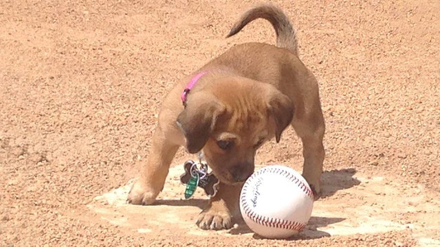 Baseball team makes stray puppy an official bat dog